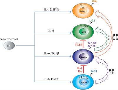 Cellular and Molecular Dynamics of Th17 Differentiation and its Developmental Plasticity in the Intestinal Immune Response